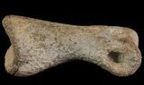 Struthiomimus Toe Bone - Montana #66458-2